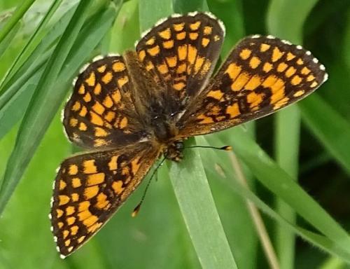Melitaea (athalia-helvetica)